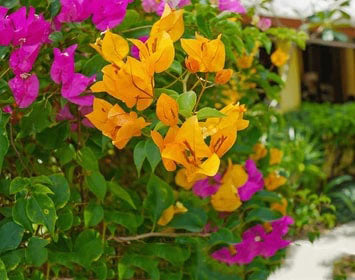 Yellow Purple Bougainvillea Flower Seeds for Planting – Heirloom Non-GMO High Germination Organic Garden Seeds