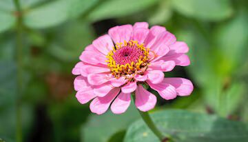 Pink Yellow Zinnia Flower Seeds for Planting – Bright Blooms, Heirloom, Non-GMO Home Garden