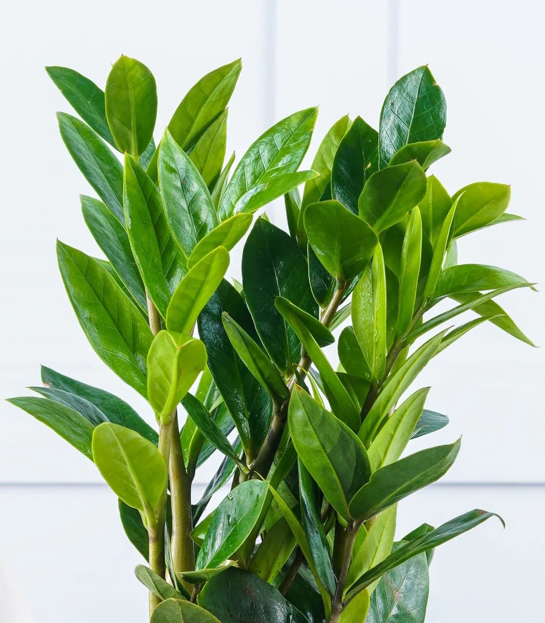 Green Zamia for Planting – Cut Flower Favorite, Heirloom, Non-GMO, High Germination Organic Garden Seeds