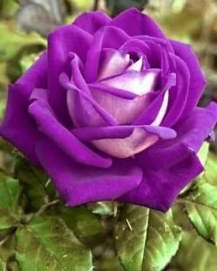 Purple White Rose Flower Seeds for Planting – Heirloom, Non-GMO, High Germination Organic Garden Seeds