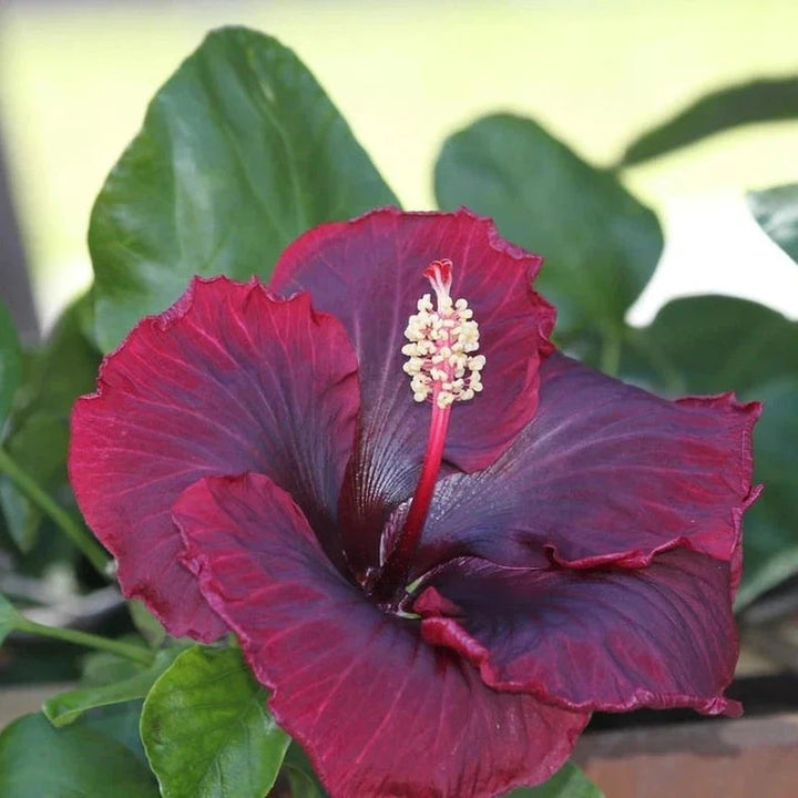 Brown Red Hibiscus Flower Seeds – Premium Quality, Heirloom & Non-GMO Seeds for Home Garden