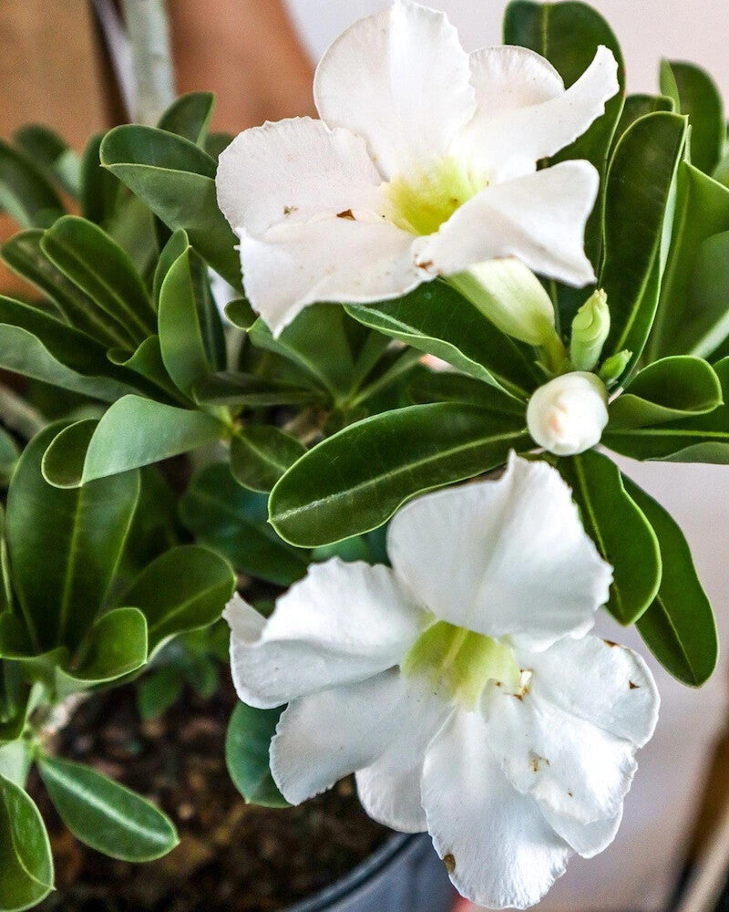 White Adenium Flower Seeds for Planting – Heirloom Non-GMO, High Germination Organic Garden Seeds