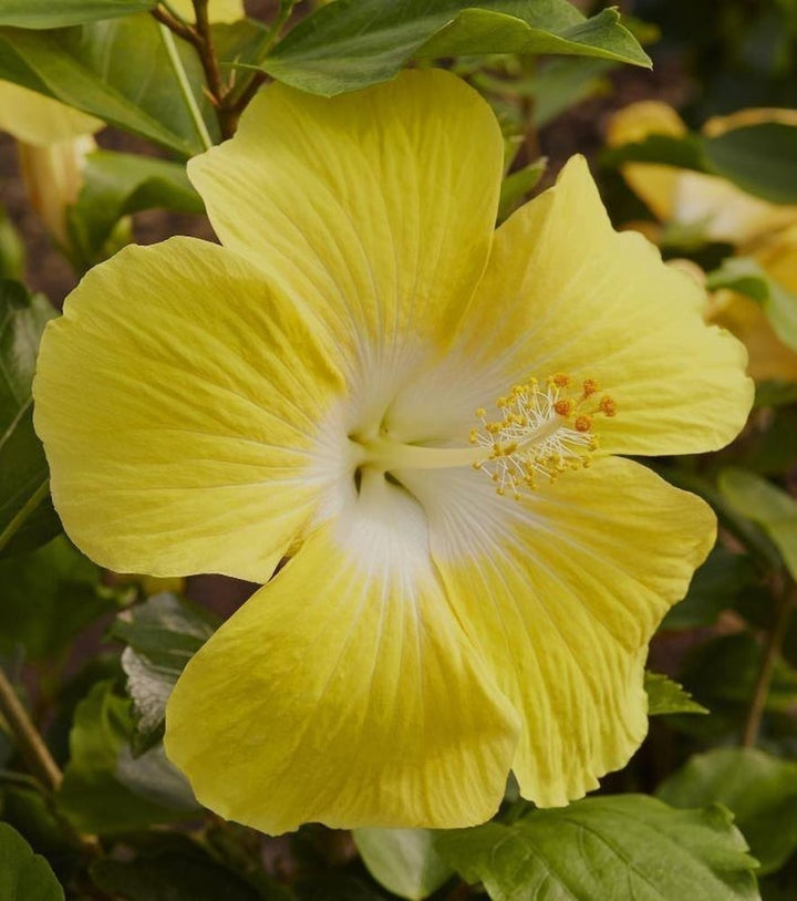 White Yellow Hibiscus Flower Seeds for Planting – Heirloom, Non-GMO, Low Maintenance, High Germination