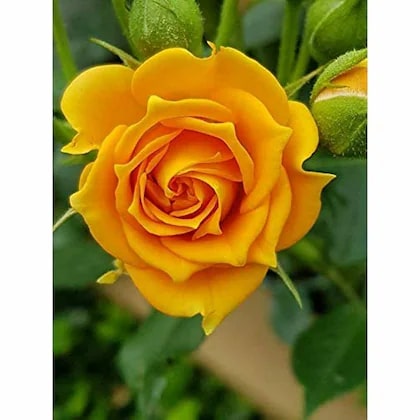Dark Yellow Rose Flower Seeds for Planting – Non-GMO, Heirloom Garden Seeds Perfect for Borders
