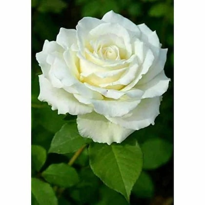 White Double Petal English Rose Flower Seeds for Planting, Heirloom Non-GMO Organic Garden Seeds