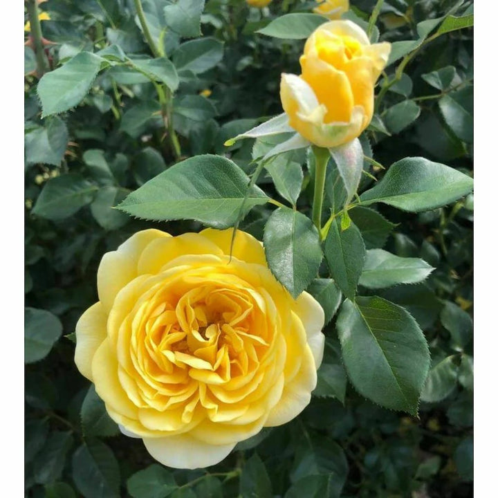 Yellow Double Petal English Rose Seeds for Planting – Heirloom, Non-GMO Organic Garden Seeds