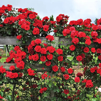 Red Creeping Flower Seeds for Planting – Heirloom Non-GMO, High Germination Organic Garden Seeds