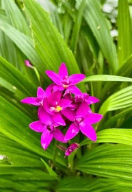 Purple Orchid Flower Seeds for Planting | Heirloom Non-GMO High Germination Organic Garden Seeds