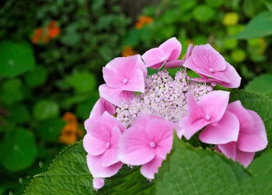 Baby Pink Nasturtium Flower Seeds – Heirloom, Non-GMO, High Germination Organic Garden Seeds