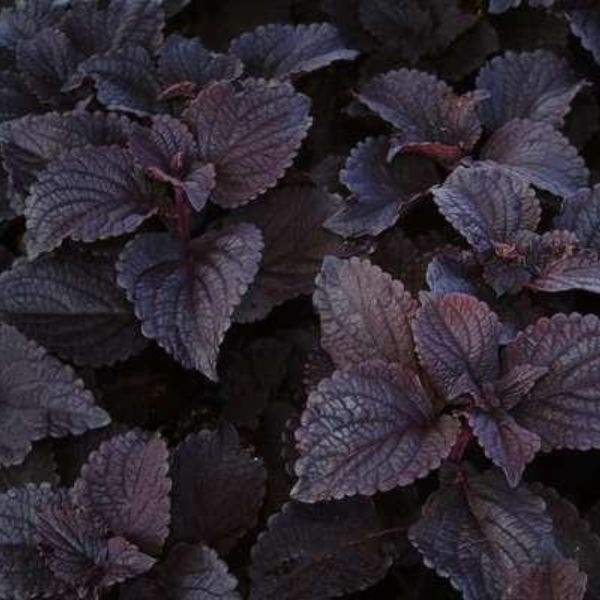 Black Coleus Flower Seeds for Planting – Heirloom Non-GMO, High Germination Organic Garden Seeds