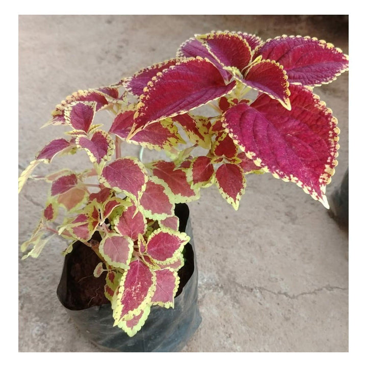 Maroon Coleus Flower Seeds for Planting – Colorful Display, Heirloom &amp; Non-GMO Organic Garden Seeds