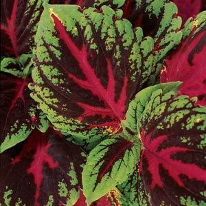 Coleus Flower Seeds for Planting – Heirloom, Non-GMO Long Bloom Season, High Germination Seeds