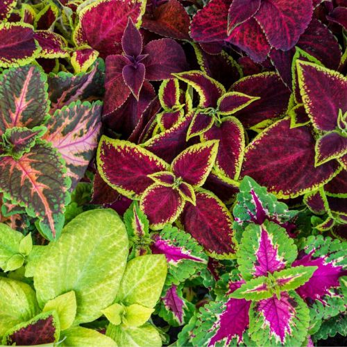 Mix Coleus Canina Flower Seeds for Planting – Heirloom Non-GMO, High Germination Organic Garden Seeds