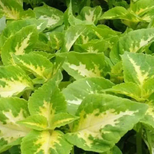 Flower Seeds, Seeds,Seeds For Planting,Plant Seeds