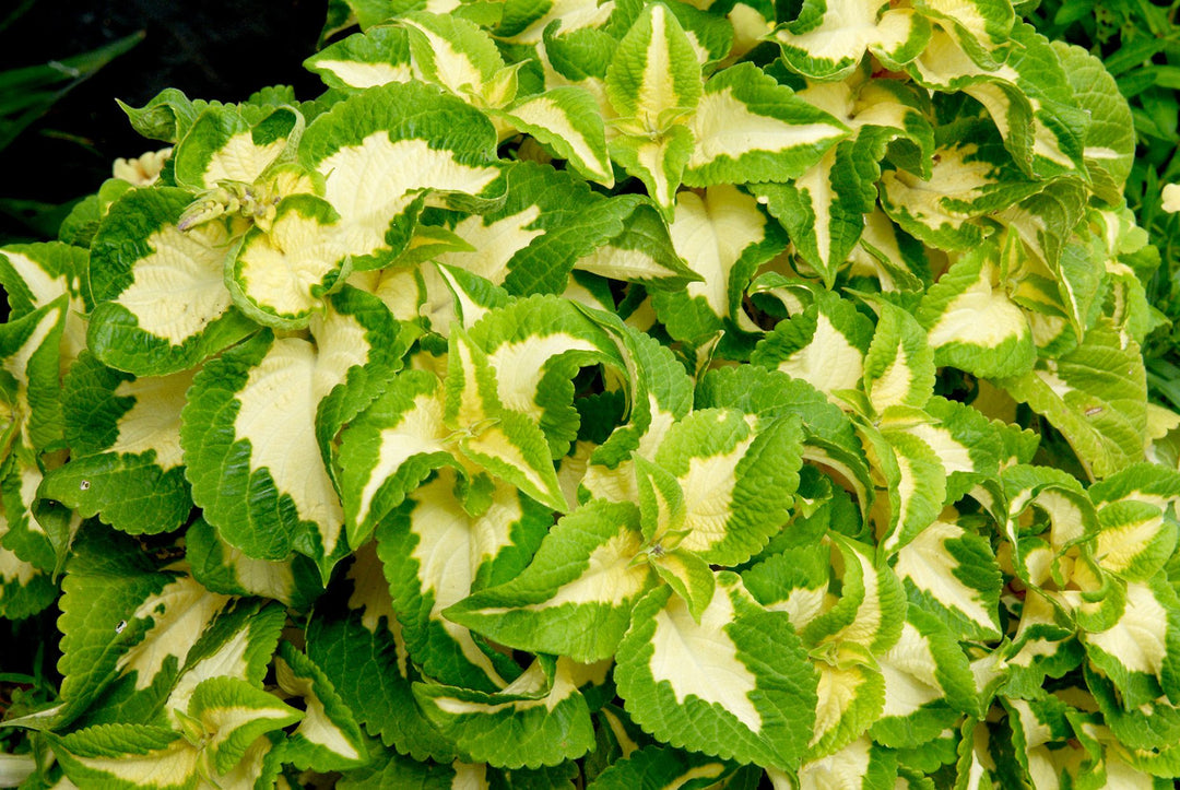 Green White Coleus Flower Seeds for Planting – Heirloom Non-GMO, High Germination Organic Garden Seeds