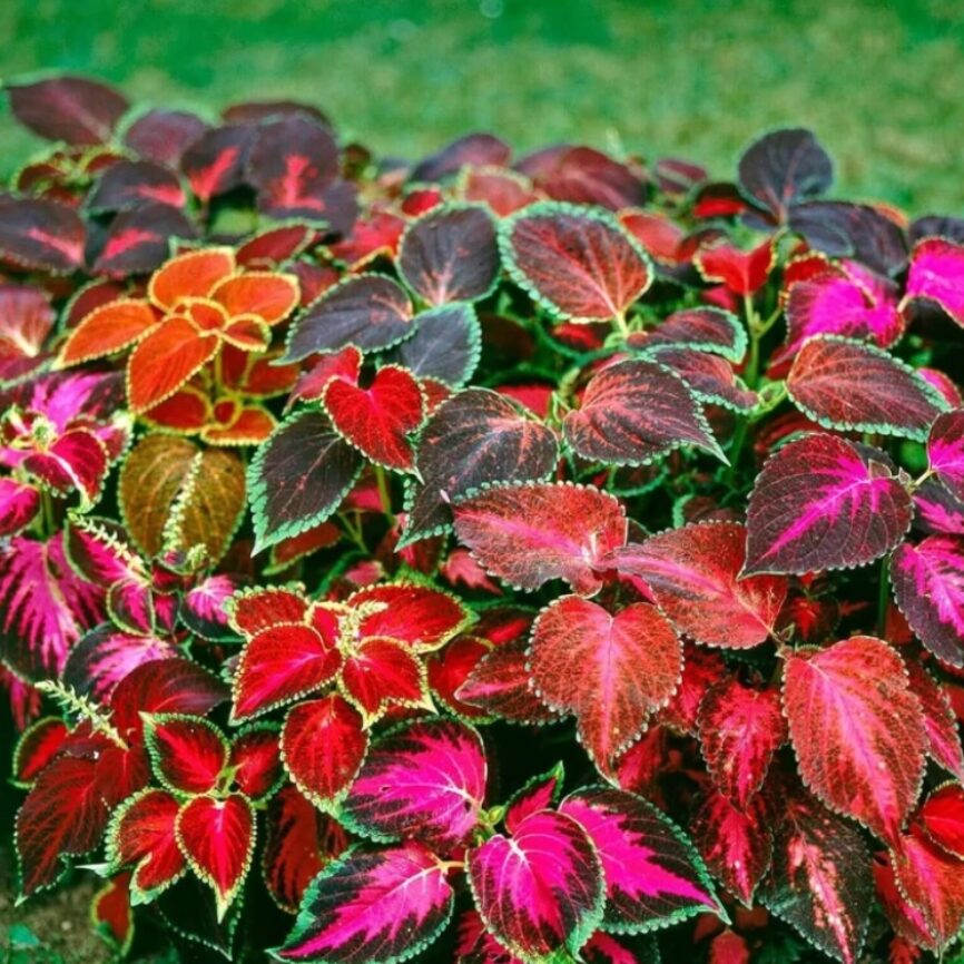 Rainbow Dragon Coleus Seeds for Planting – Heirloom, Non-GMO, Colorful Display, High Germination