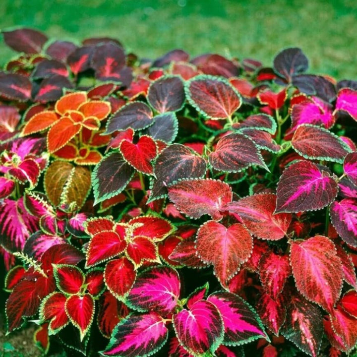 Rainbow Dragon Coleus Seeds for Planting – Heirloom, Non-GMO, Colorful Display, High Germination