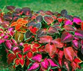 Mixed Color Coleus Flower Seeds for Planting – Heirloom, Non-GMO, High Germination Organic Garden Seeds