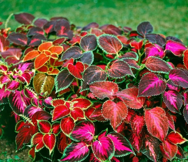 Mix Coleus Canina Flower Seeds for Planting – Heirloom Non-GMO, High Germination Organic Garden Seeds