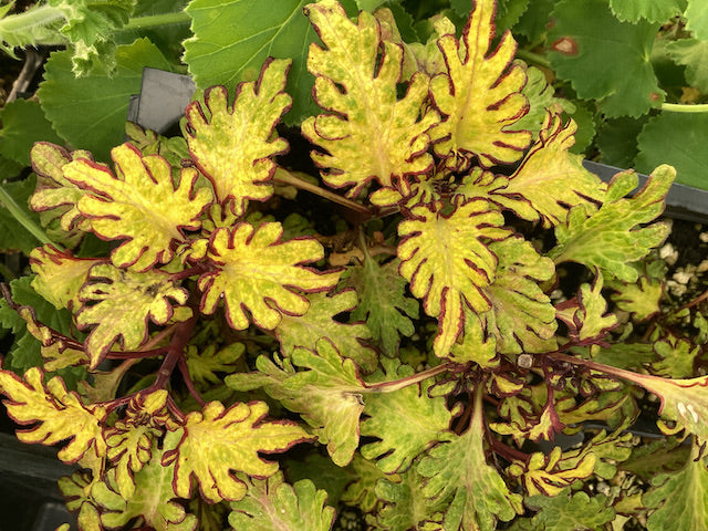 Yellow Dragon Coleus Seeds for Planting – Wildflower Mix, Heirloom & Non-GMO Seeds for Home Garden
