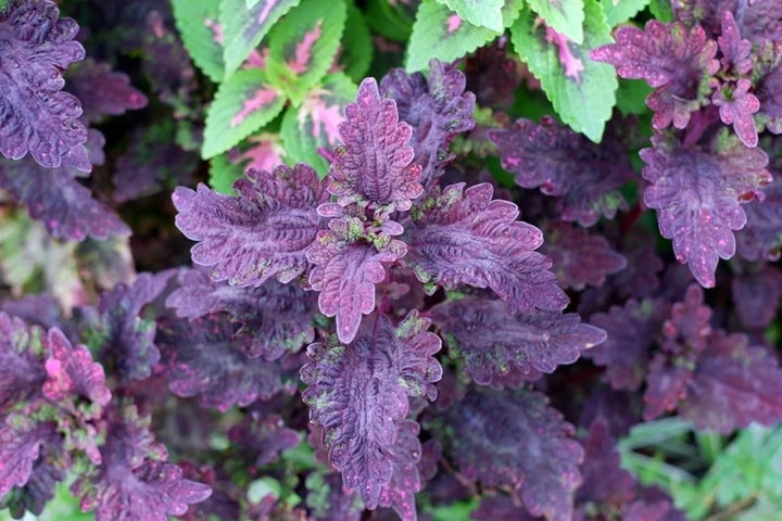Deep Purple Dragon Coleus Seeds for Planting | Heirloom Non-GMO Organic Garden Seeds, High Germination
