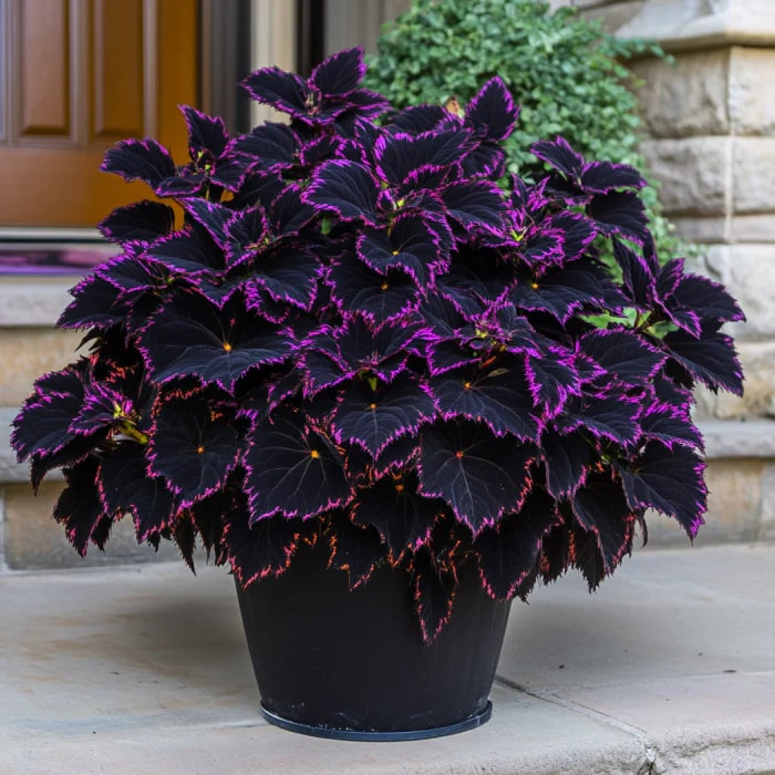 Pink Black Coleus Flower Seeds for Planting – Heirloom, Non-GMO, High Germination Borders Garden Seeds