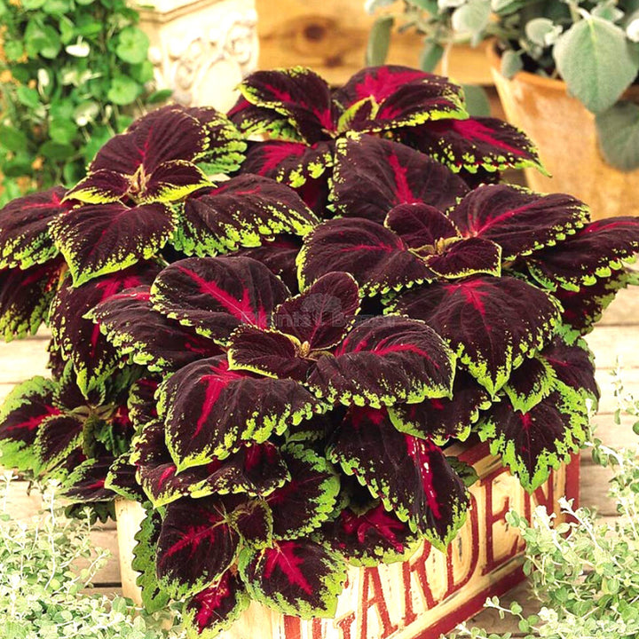 Green &amp; Black Coleus Flower Seeds for Planting – Cottage Garden Essential Heirloom Non-GMO Seeds