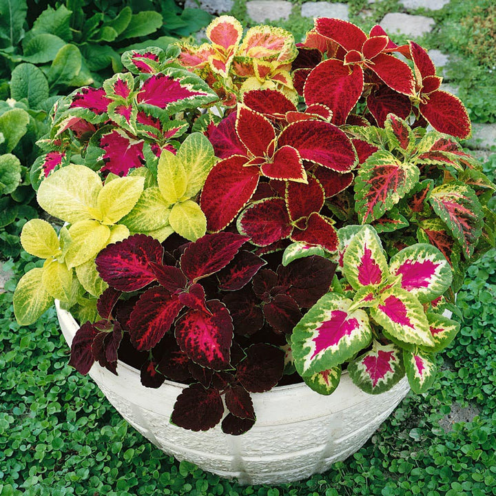 Coleus Flower Seeds for Planting – Fragrant Blossoms, Heirloom, Non-GMO, High Germination Garden Seeds