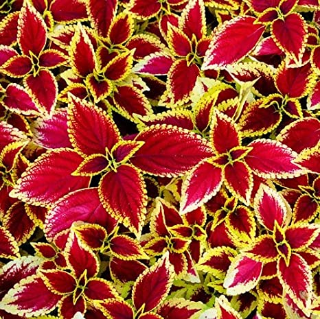 Red Yellow Coleus Flower Seeds for Planting – Cottage Garden Essential, Heirloom, Non-GMO