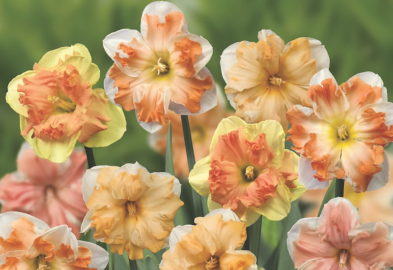Double Mixed Petals Narcissus Daffodil Flower Seeds for Planting – Heirloom, Non-GMO, Hardy, High Germination