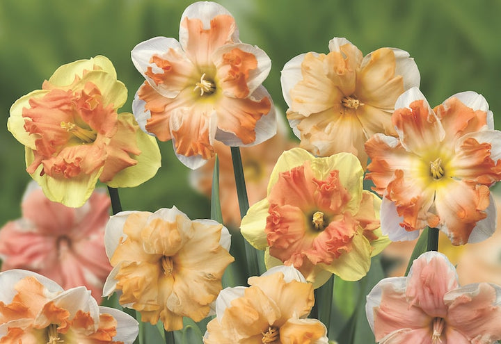 Double Mixed Petals Narcissus Daffodil Flower Seeds for Planting – Heirloom, Non-GMO, Hardy, High Germination
