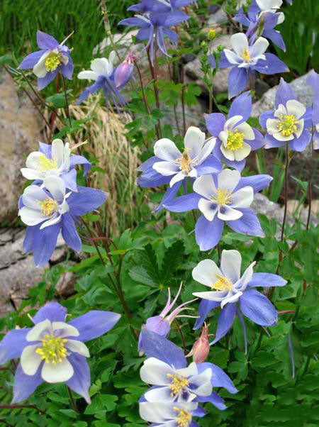 Colorado Flower Seeds for Planting – Heirloom Non-GMO, High Germination Organic Garden Seeds