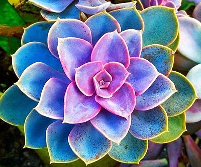 Rainbow Succulent Flower Seeds for Planting – Heirloom, Non-GMO, High Germination Organic Garden Seeds