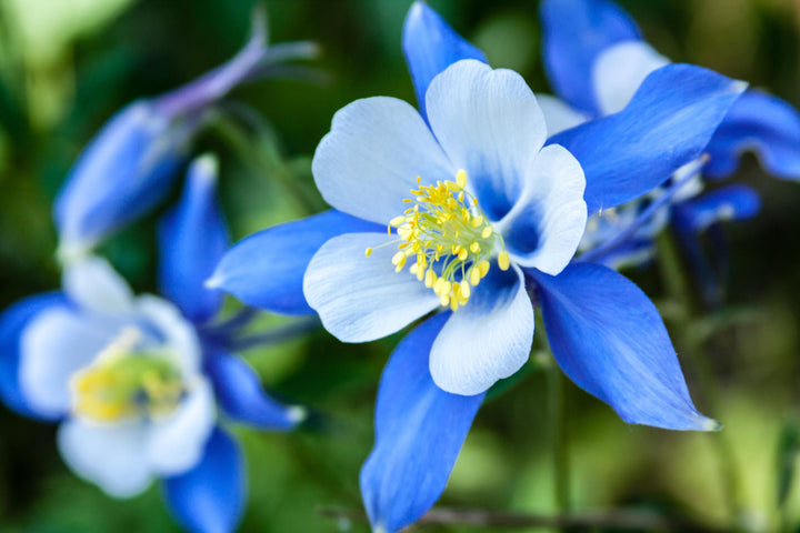 Sky Blue Columbine Flower Seeds for Planting – Heirloom, Non-GMO, Perfect for Borders & Home Garden