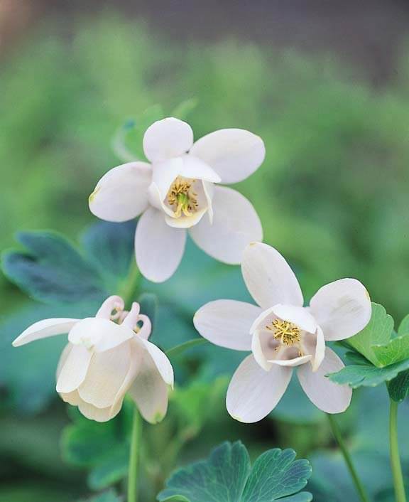 White Aquilegia Flower Seeds for Planting – Heirloom, Non-GMO, High Germination Organic Garden Seeds