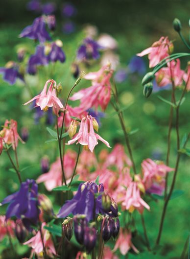 Aquilegia Columbine Flower Seeds for Planting – Heirloom, Non-GMO, Shade Tolerant Organic Garden Seeds