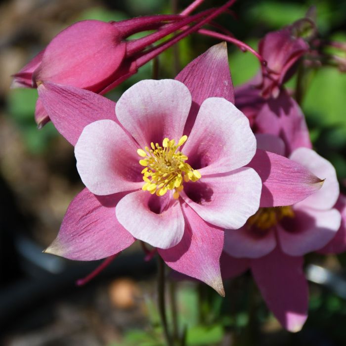 Light Pink Aquilegia Flower Seeds for Planting – Heirloom, Non-GMO, High Germination