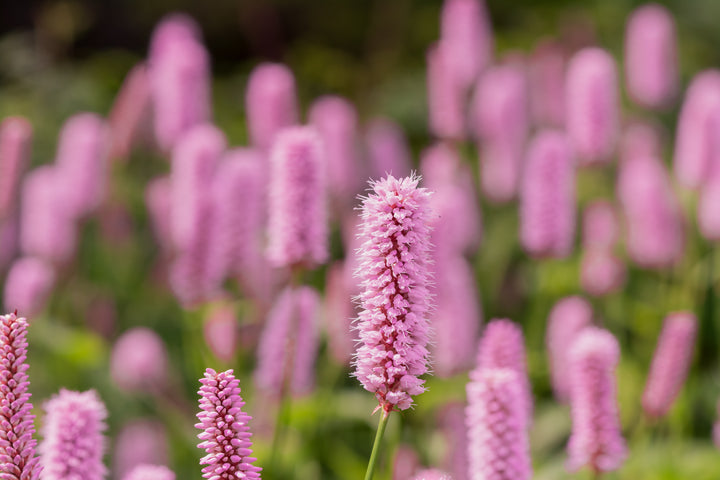 Pink Polygonum Bistorta Flower seeds for Planting - Organic Garden Seeds, Heirloom & Non-GMO High Germination