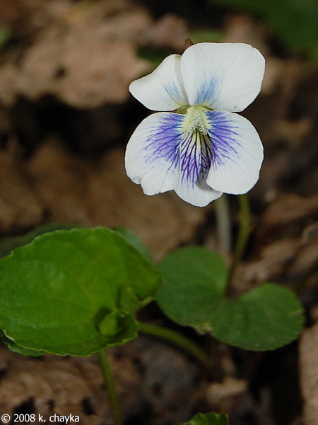White Blue Mini Violet Flower Seeds for Planting – Heirloom, Non-GMO, High Germination Garden Favorite