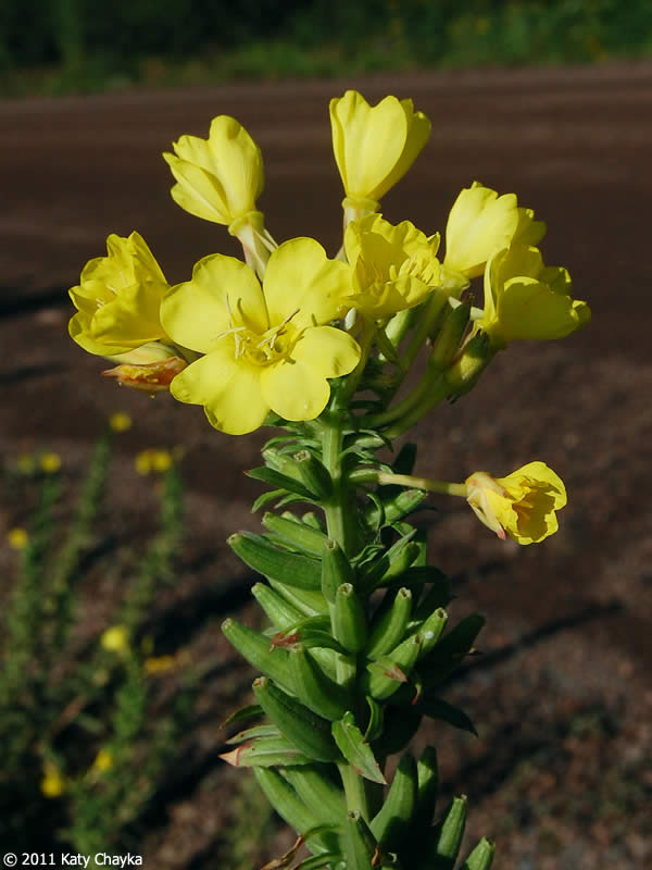 Oenothera Biennis Flower Seeds for Planting – Heirloom, Non-GMO, High Germination Organic Garden Seeds