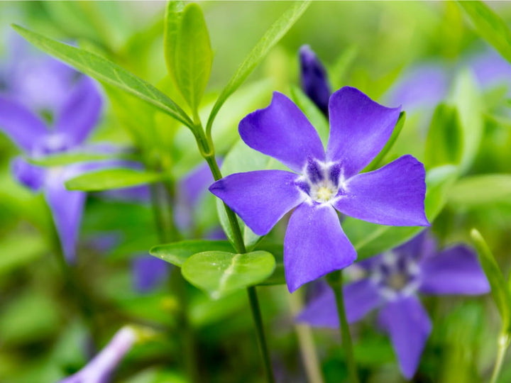 Vinca Minor Flower Seeds for Planting - Heirloom, Non-GMO, High Germination Organic Garden Seeds