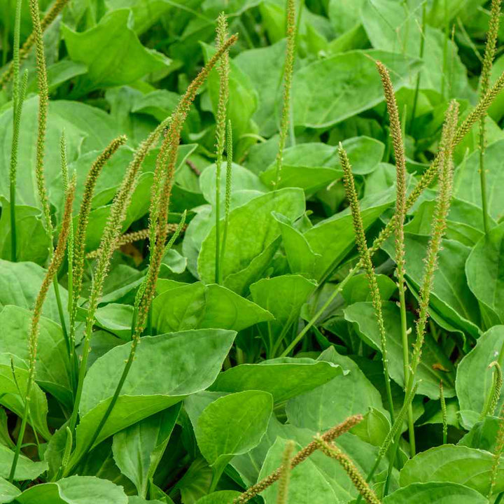 Plantain Herb Seeds – Heirloom, Non-GMO Seeds for High Productivity Garden Planting