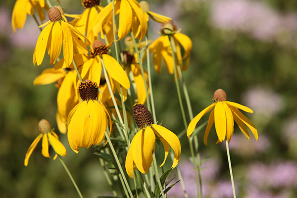 Prairie Flower Seeds for Planting – Heirloom, Non-GMO, High Germination Garden Favorite