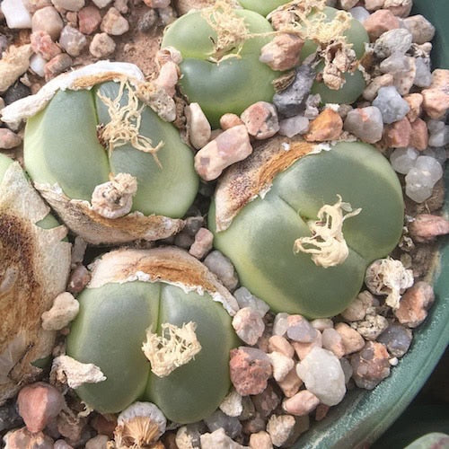 Green Conophytum Ratum Flower Seeds for Planting – Heirloom, Non-GMO, Organic Garden Seeds