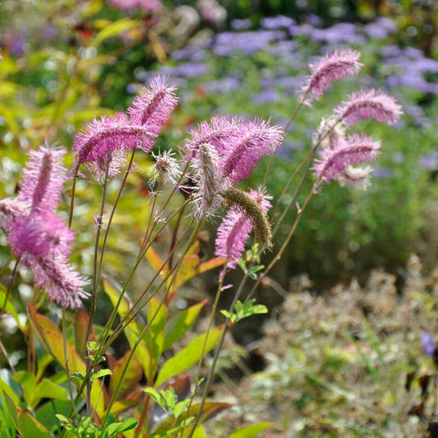 Flower Seeds, Seeds,Seeds For Planting,Plant Seeds