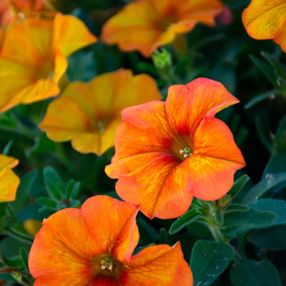 Orange Petunia Flower Seeds for Planting – Heirloom, Non-GMO, High Germination Organic Garden Seeds