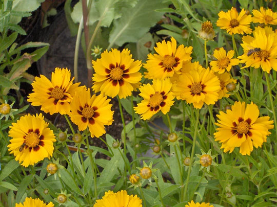 Coreopsis lanceolata Flower Seeds for Planting – Heirloom & Non-GMO Perennial Blooms for Pollinator Gardens & Wildflower Meadows