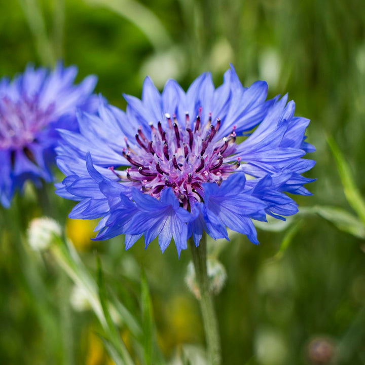 Flower Seeds, Seeds,Seeds For Planting,Plant Seeds