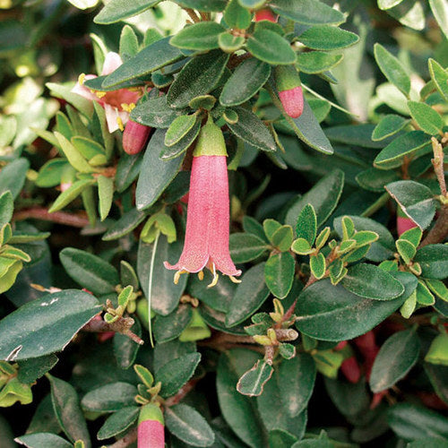 Dark Green Fuchsia Flower Seeds for Planting – Heirloom, Non-GMO, High Germination Organic Garden Seeds