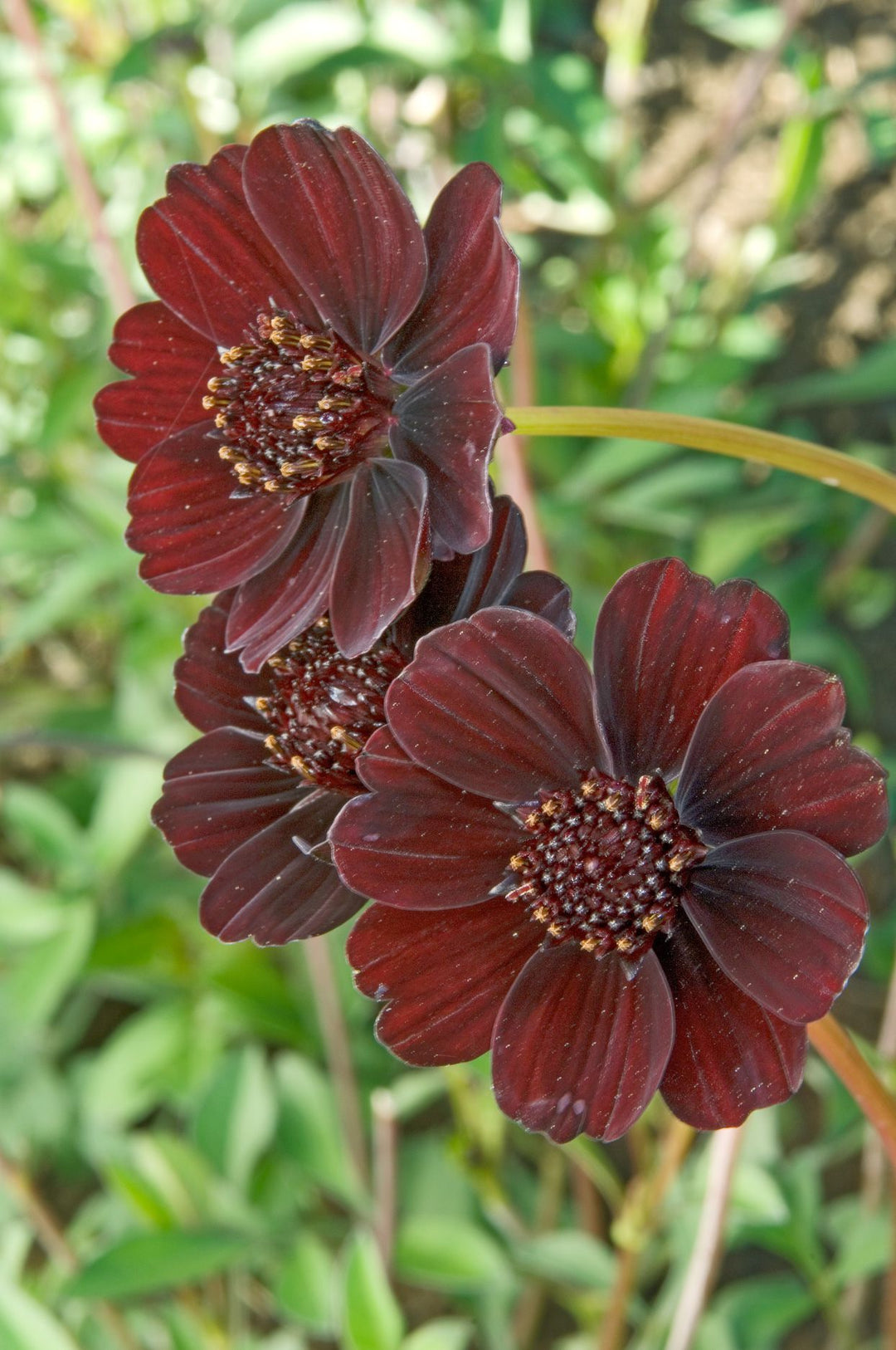 Chocolate Perennial Flower Seeds for Planting – Heirloom, Non-GMO, High Germination Organic Garden Seeds